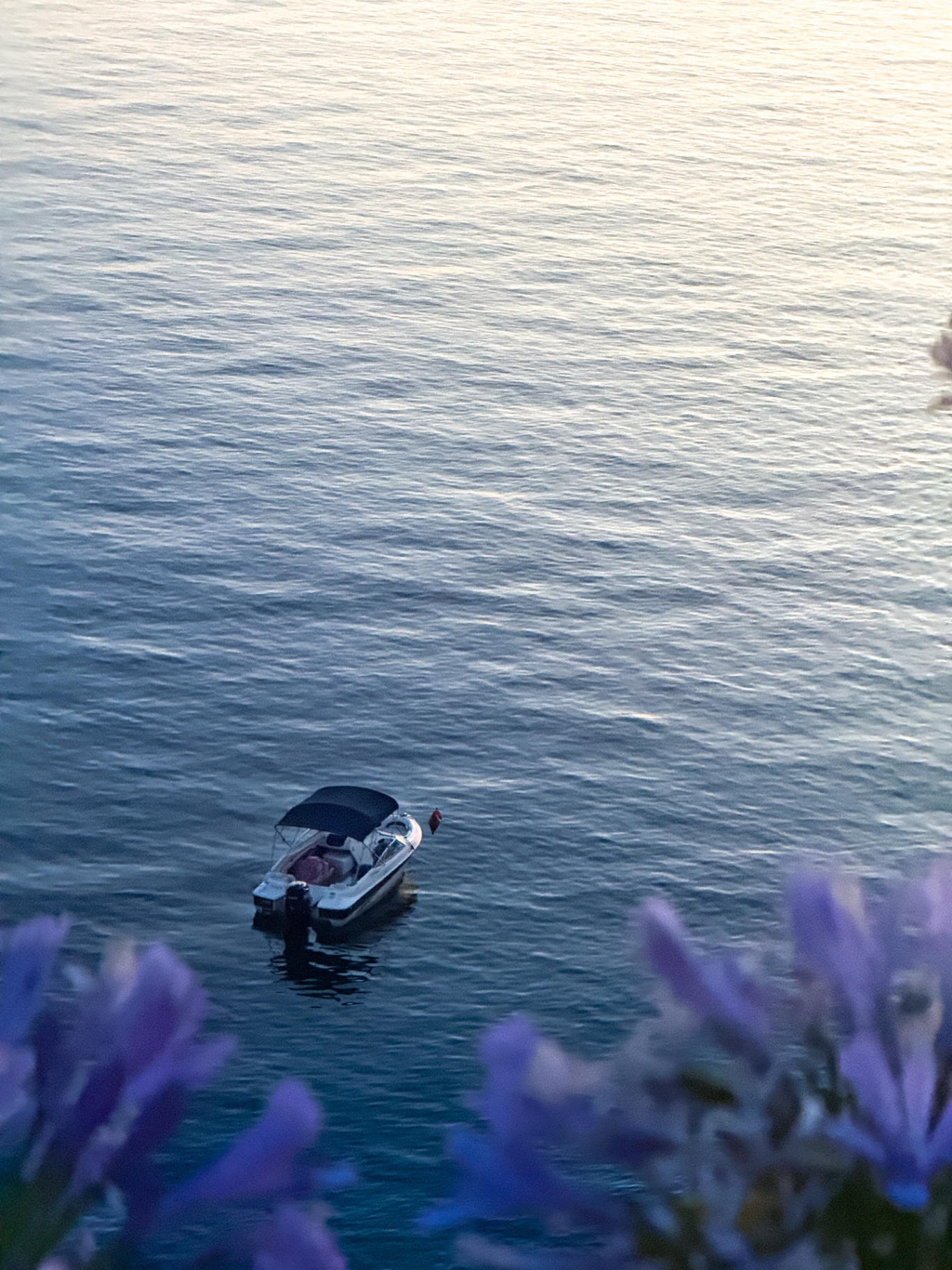 Small boat on calm water with lavender in foreground
