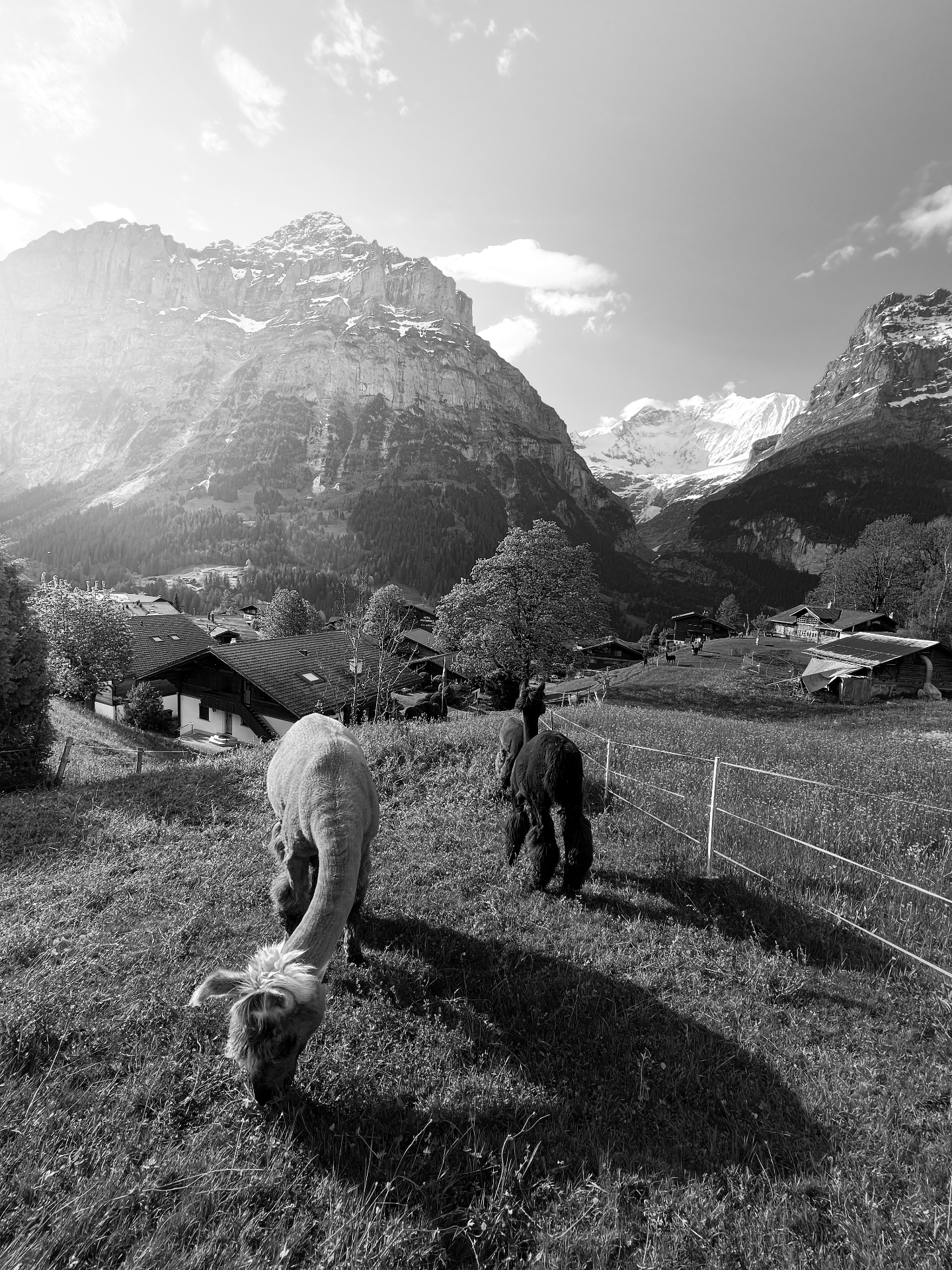 Alpacas grazing beneath snow-capped peaks