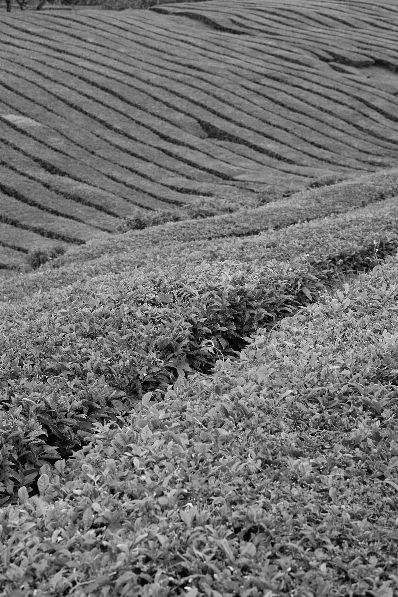 Tea plantation rows in black and white