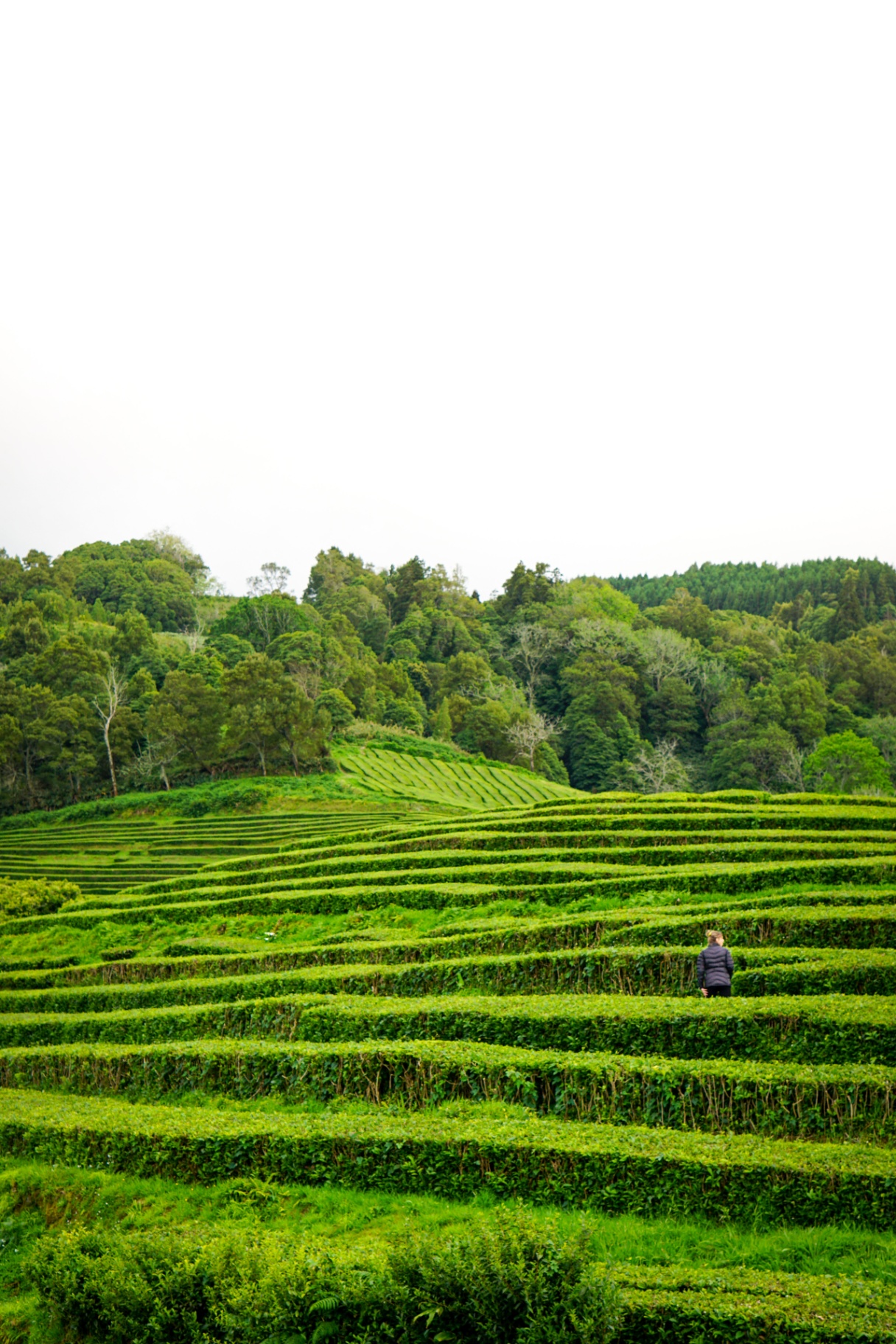 Tea plantation terraces in the Azores