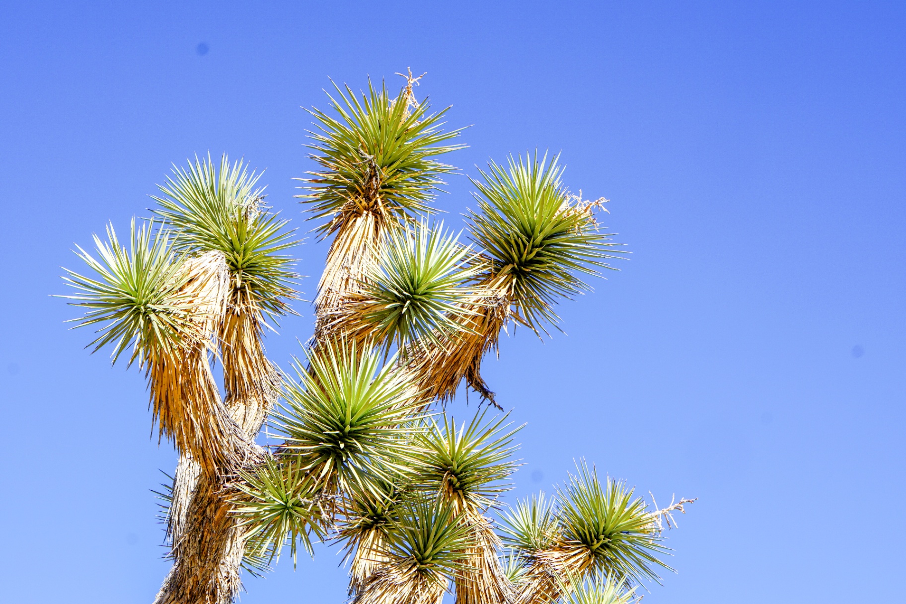 Joshua tree against a blue sky