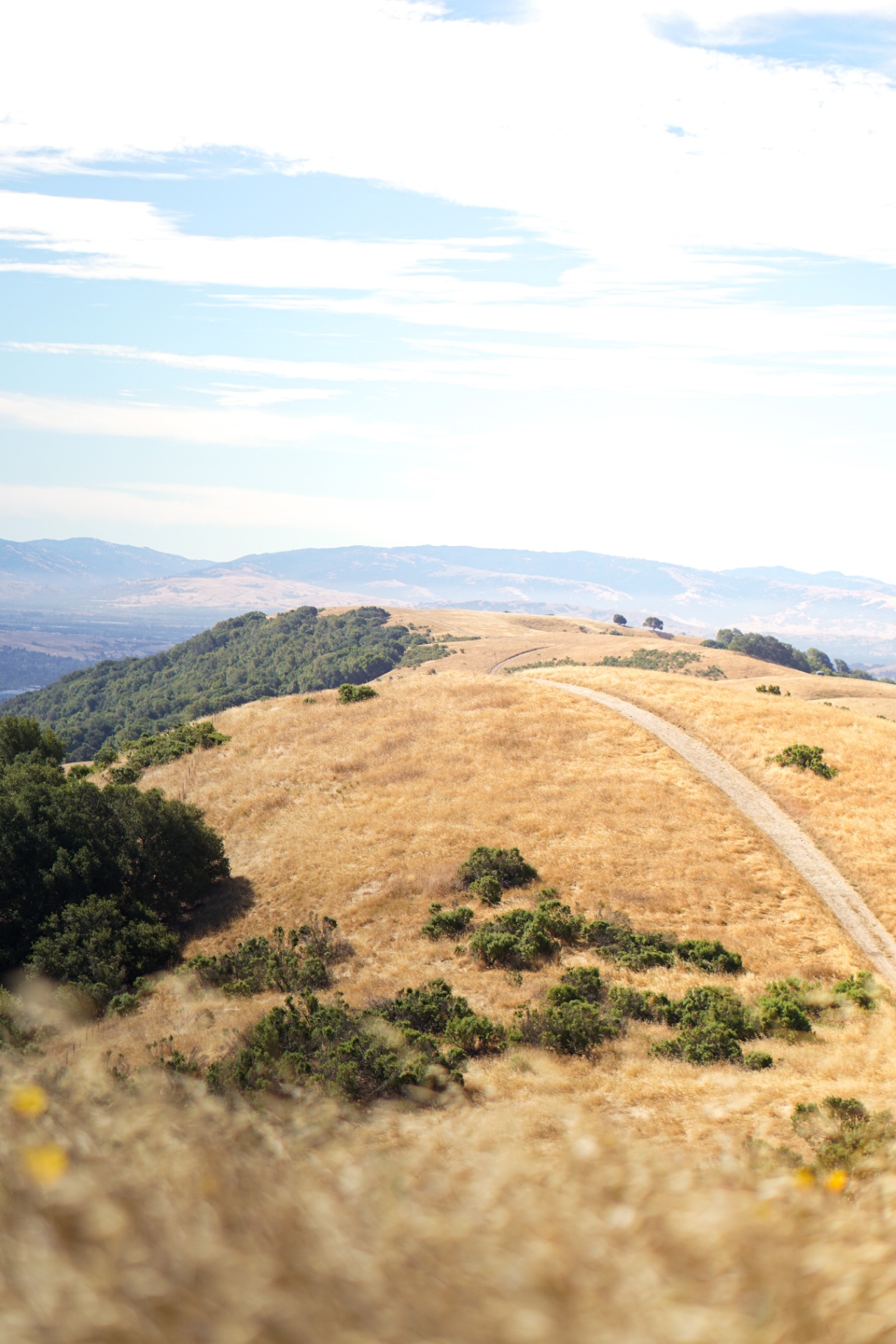 Golden hills and distant mountains