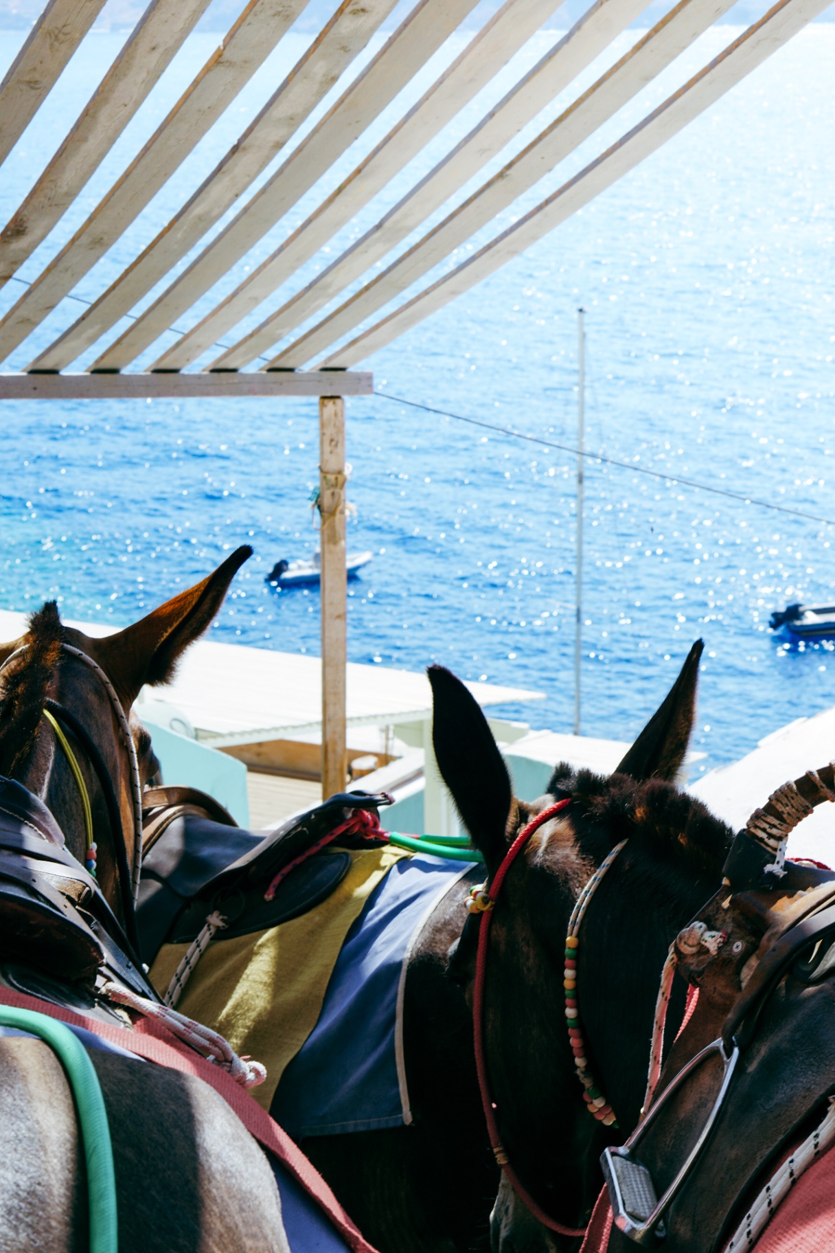 Donkeys overlooking the Santorini caldera