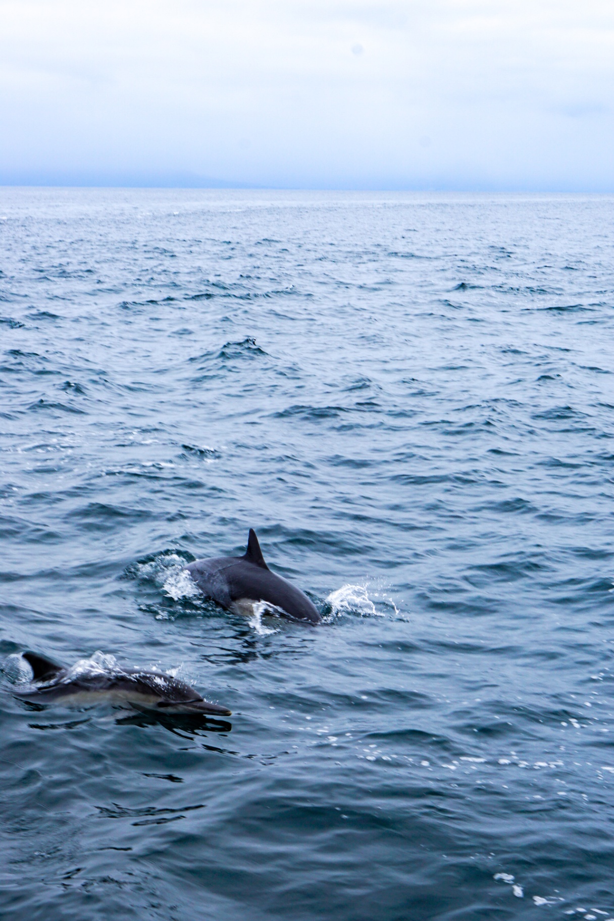 Dolphins surfacing at sea